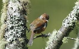 Formosan Barwing.jpg