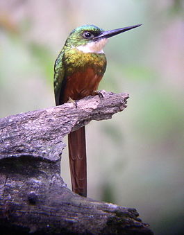 Galbula ruficauda - front.jpg