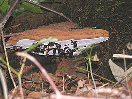 Ganoderma applanatum03.jpg