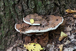 Ganoderma applanatum 2011 G2.jpg