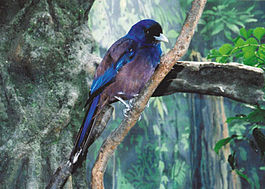Garrulus lidthi.jpg