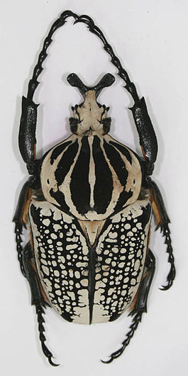 Goliathus orientalis 3.JPG
