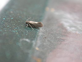 Heliozela sp..jpg