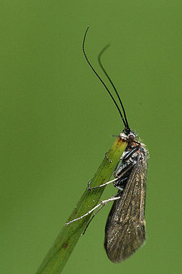 Hydropsyche.pellucidula.jpg