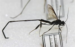 IC Pelecinus polyturator.JPG