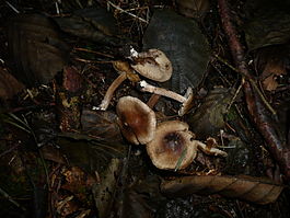Inocybe acuta 41214.jpg