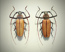 Insectaruim bugs1.jpg