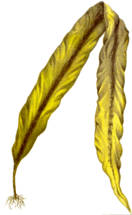 Kelp.gif