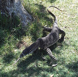 Lace Monitor Tongue.JPG