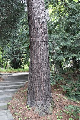 Larix polonica.JPG