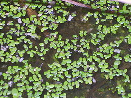Lemna perpusilla 3.JPG