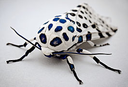 LeopardMothBlueSpots.jpg