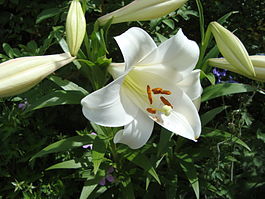 Lilium White Triumphator.JPG