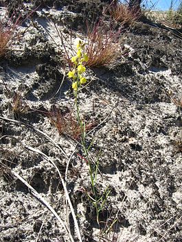 Linaria odora.jpg