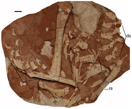 Linhevenator.png