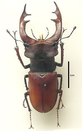 Lucanus.cervus.mounted.jpg