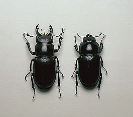Lucanus ibericus.jpg