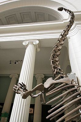 Mamenchisaurus.jpg