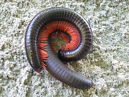 Archispirostreptus