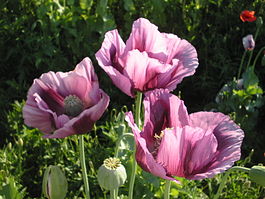 N2 Mohn.jpg