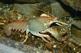 Узкопалый речной рак (Astacus leptodactylus)