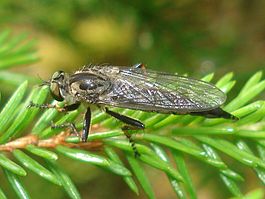Neoitamus socius 01.JPG
