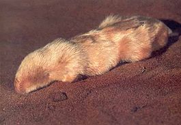Notoryctes typhlops.jpg