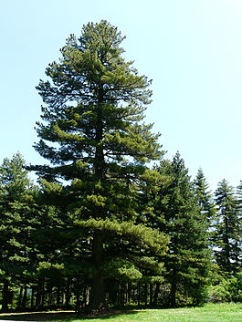 Pinus peuce