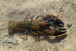 Pacifastacus leniusculus