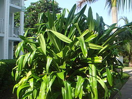 Pandanus veitchii.JPG
