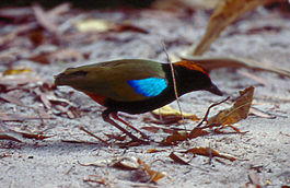Радужная питта (Pitta iris)