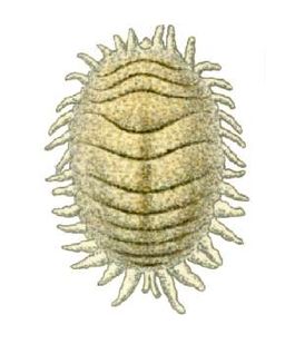Planococcus citri from CSIRO.jpg
