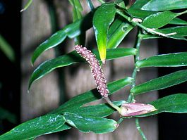 Pothos longipes flower.jpg