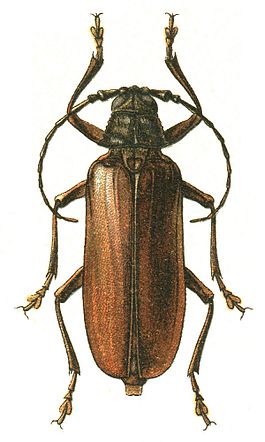 Prinobius.jpg