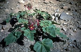 Proboscidea parviflora.jpg