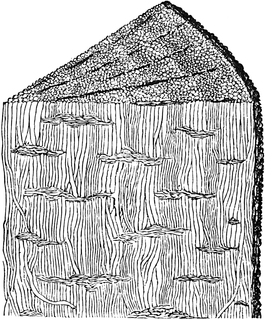 Prototaxites structure.png
