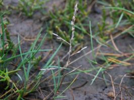 Puccinellia maritima.jpeg