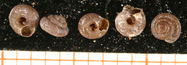 Pyramidula rupestris shell.jpg