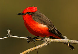 Pyrocephalus rubinus 1.jpg