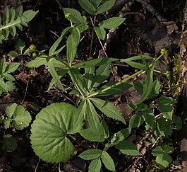 Ranunculus cassubicus1.jpg