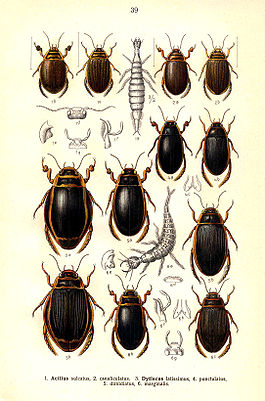 Reitter Dytiscus u.a..jpg