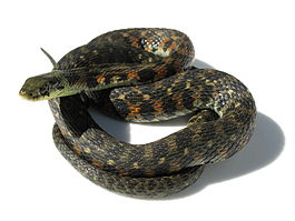 Rhabdophis tigrinus IMG 6559.retouch.JPG