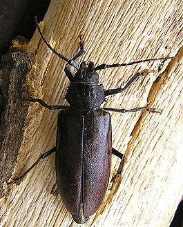 Rhaesus serricollis.jpg