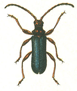Rhamnusium bicolor.jpg
