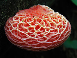 Rhodotus palmatus2.jpg