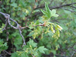 Ribes americanum (Flower).jpg