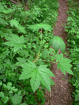 Ribes bracteosum 10510.JPG