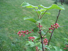 Ribes meyeri (Flower).jpg