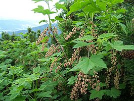 Ribes petraeum