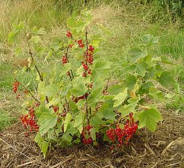 Ribes rubrum